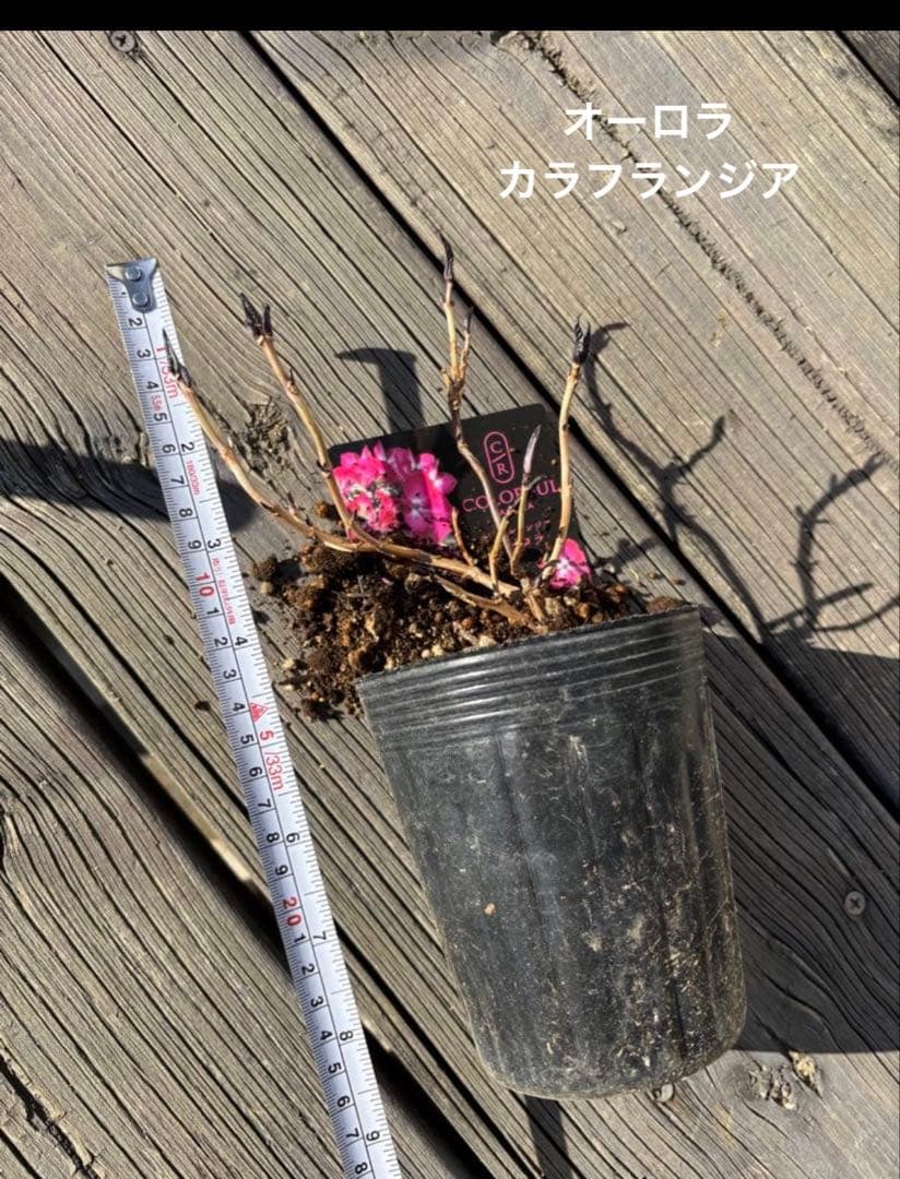ラグランジア　紫陽花　カラフルランジア　斑入り多花性　5種　鉢ごとタグ付き