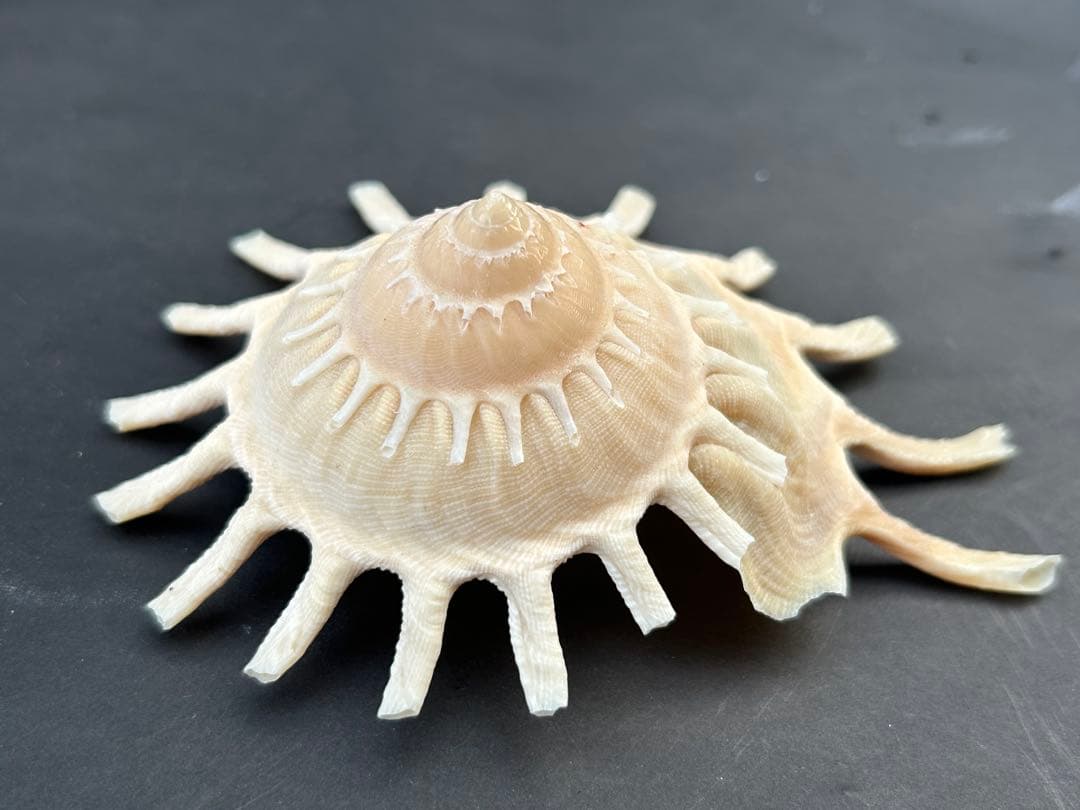 美品　貝殻標本　カジトリグルマ　特大　12.2cm