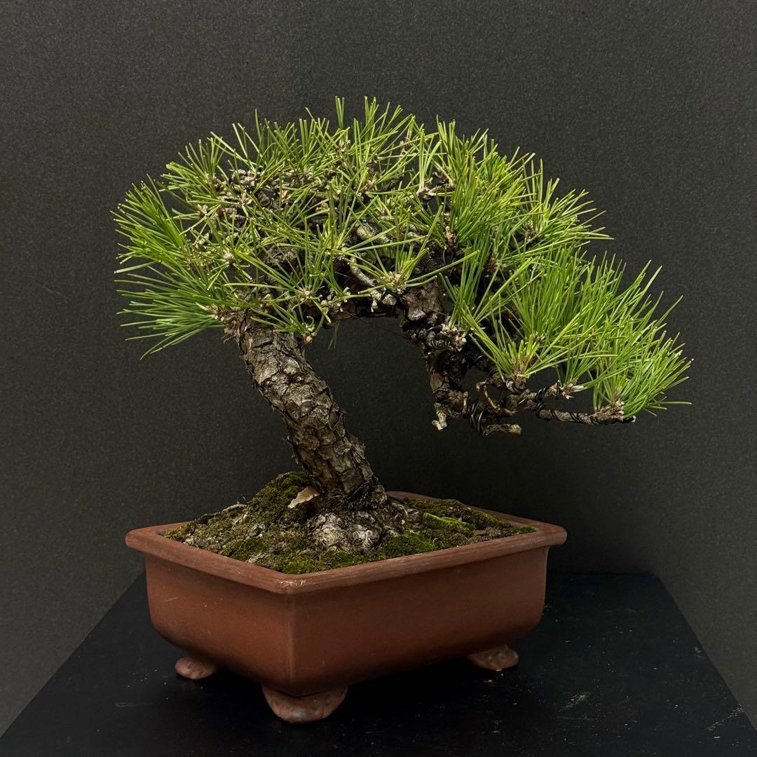 ★作り込まれた黒松盆栽★ 赤松　五葉松　真柏