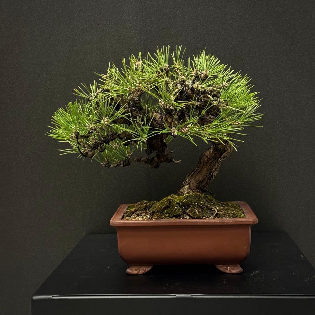 ★作り込まれた黒松盆栽★ 赤松　五葉松　真柏