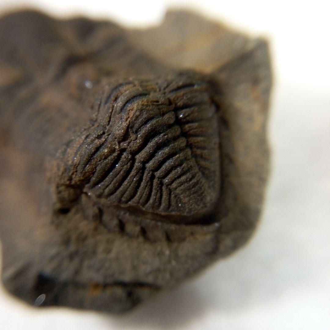 三葉虫　化石　三葉虫化石　究極のレトロ　fossil　ボリビア産　化石管理番号⑨