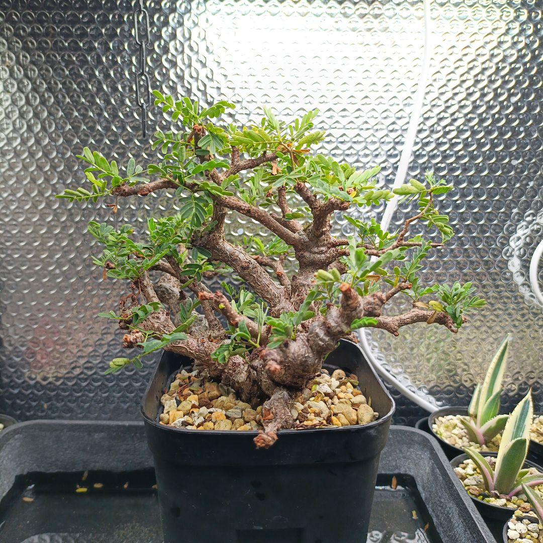 センナ　メリディオナリス　盆栽風