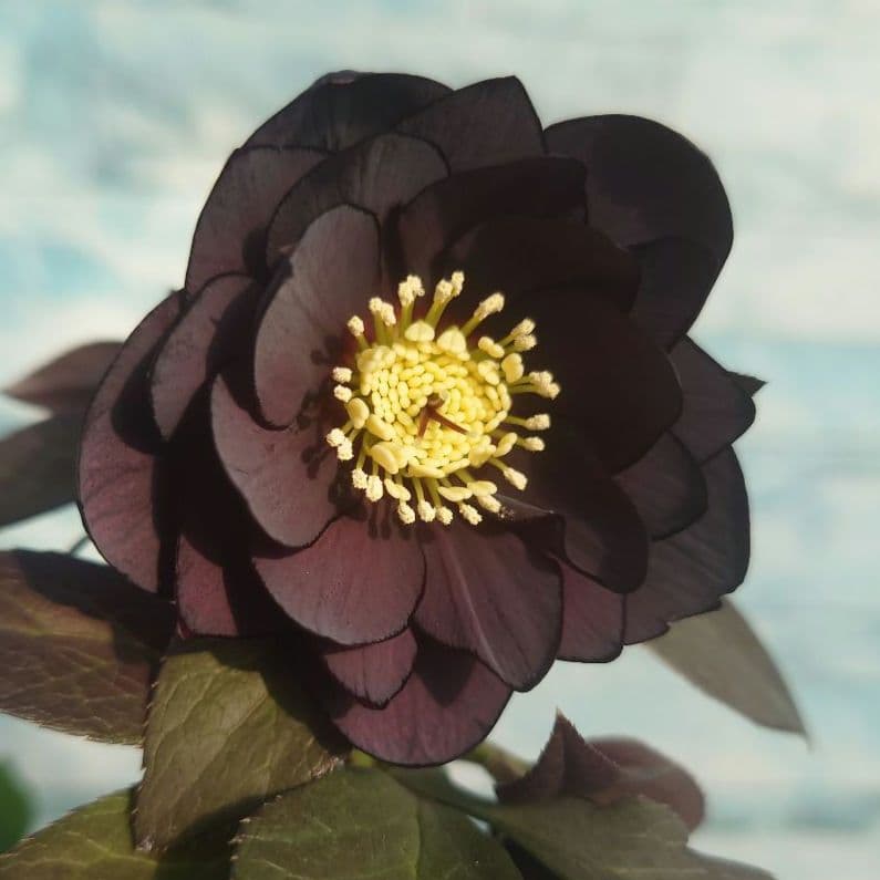 ☀️クリスマスローズ開花株❗【写楽DD】☀️4号スクエア鉢植え☀