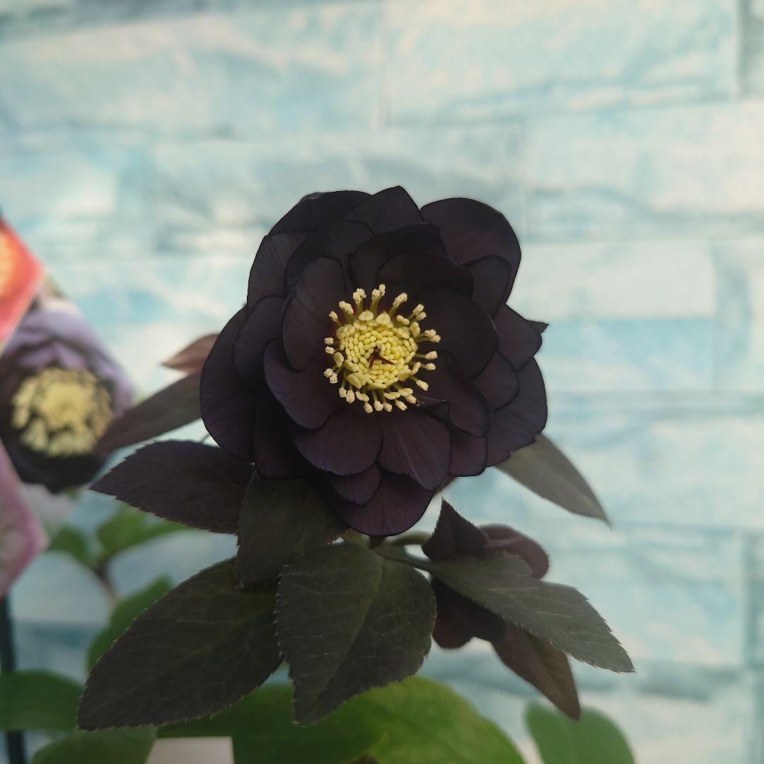 ☀️クリスマスローズ開花株❗【写楽DD】☀️4号スクエア鉢植え☀