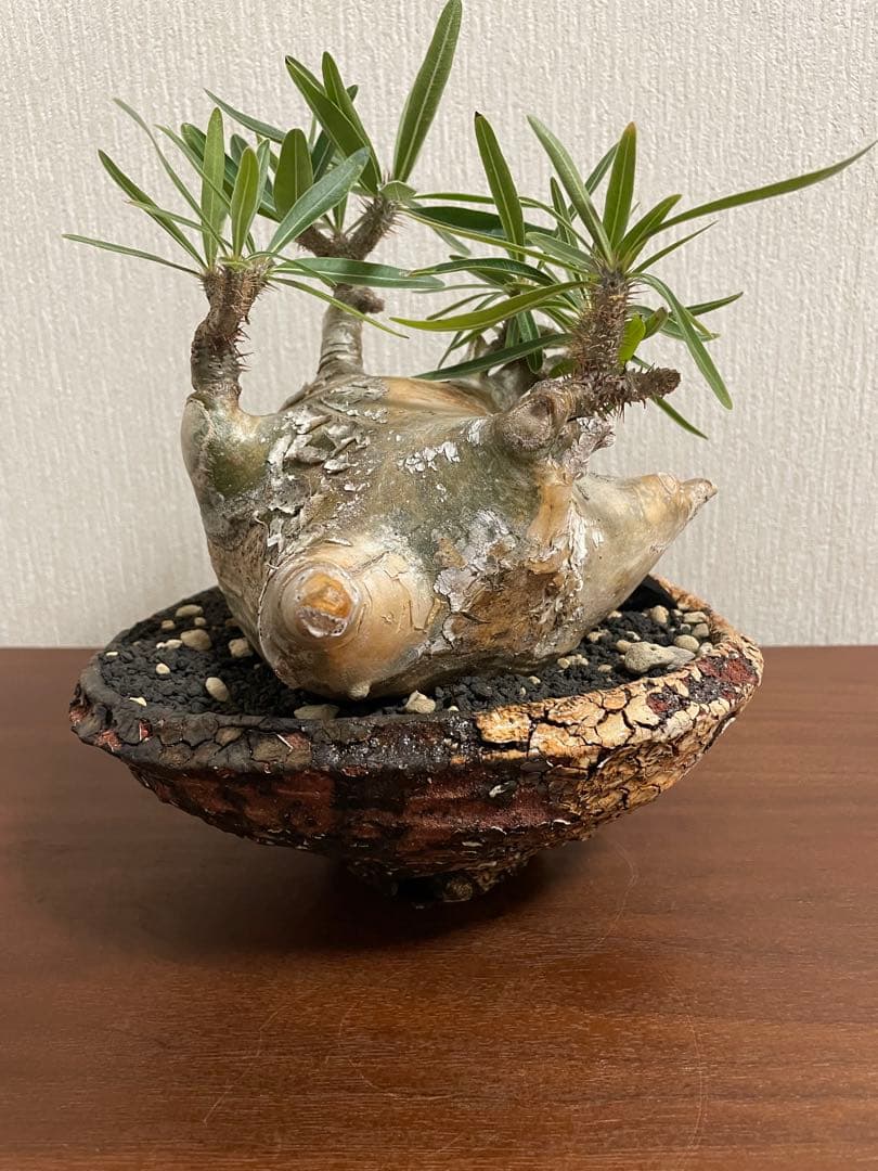 最終値下げ　パキポディウム　グラキリス　扁平　阪本健　鉢