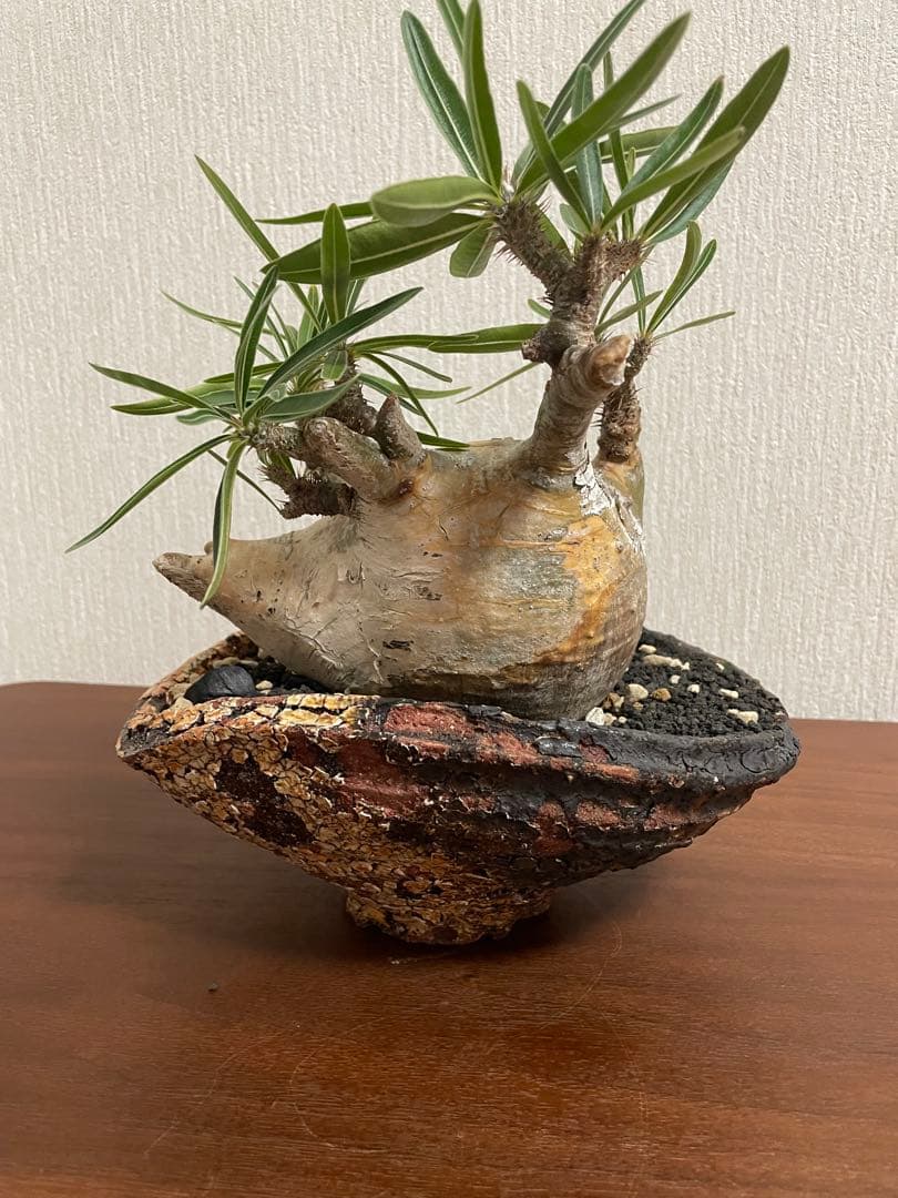 最終値下げ　パキポディウム　グラキリス　扁平　阪本健　鉢