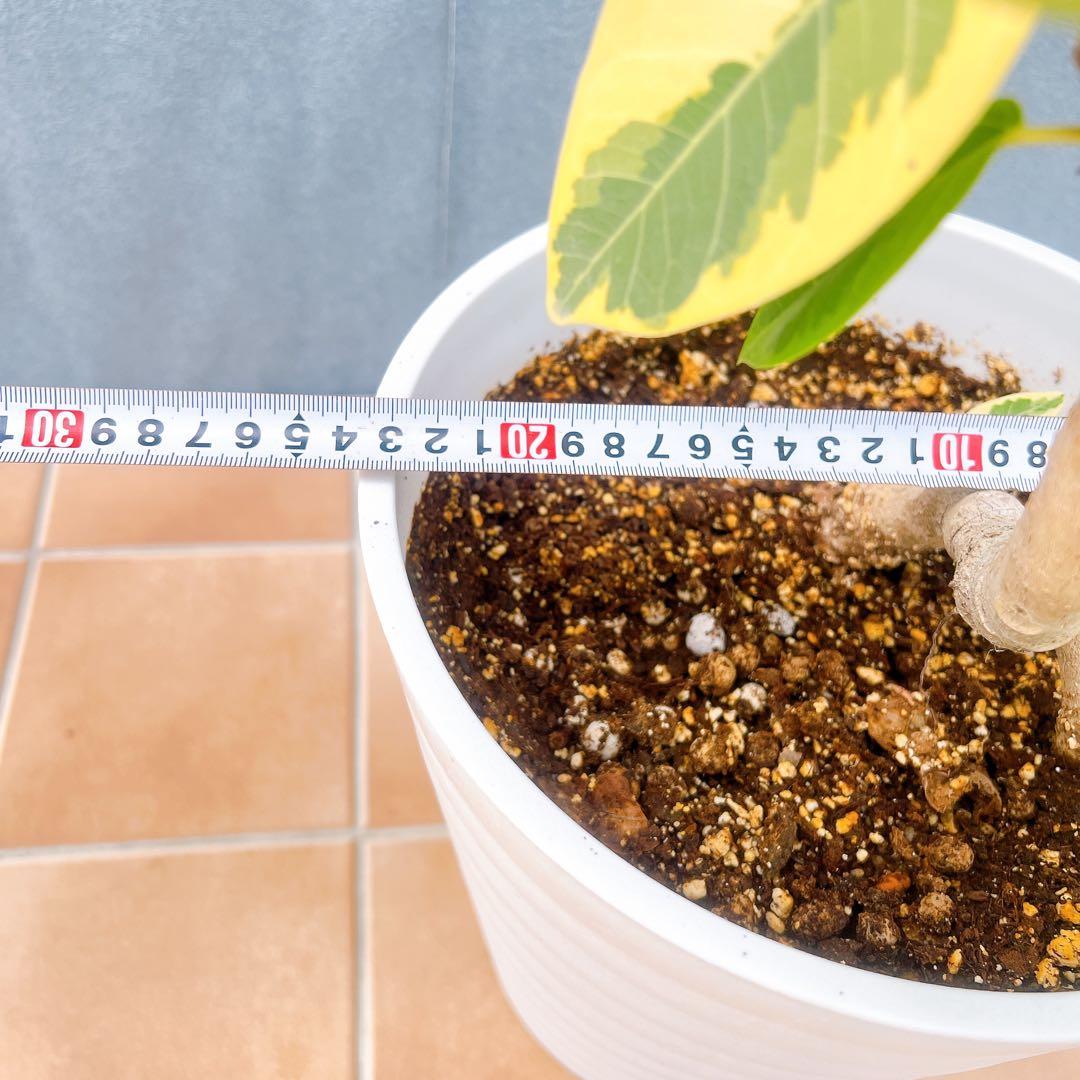 現品　フィカス　ゴムの木　アルテシマ　曲がり　　5番　特大　インテリアグリーン