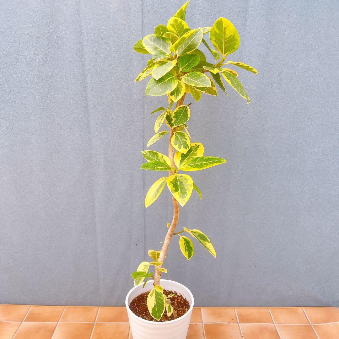 現品　フィカス　ゴムの木　アルテシマ　曲がり　　5番　特大　インテリアグリーン