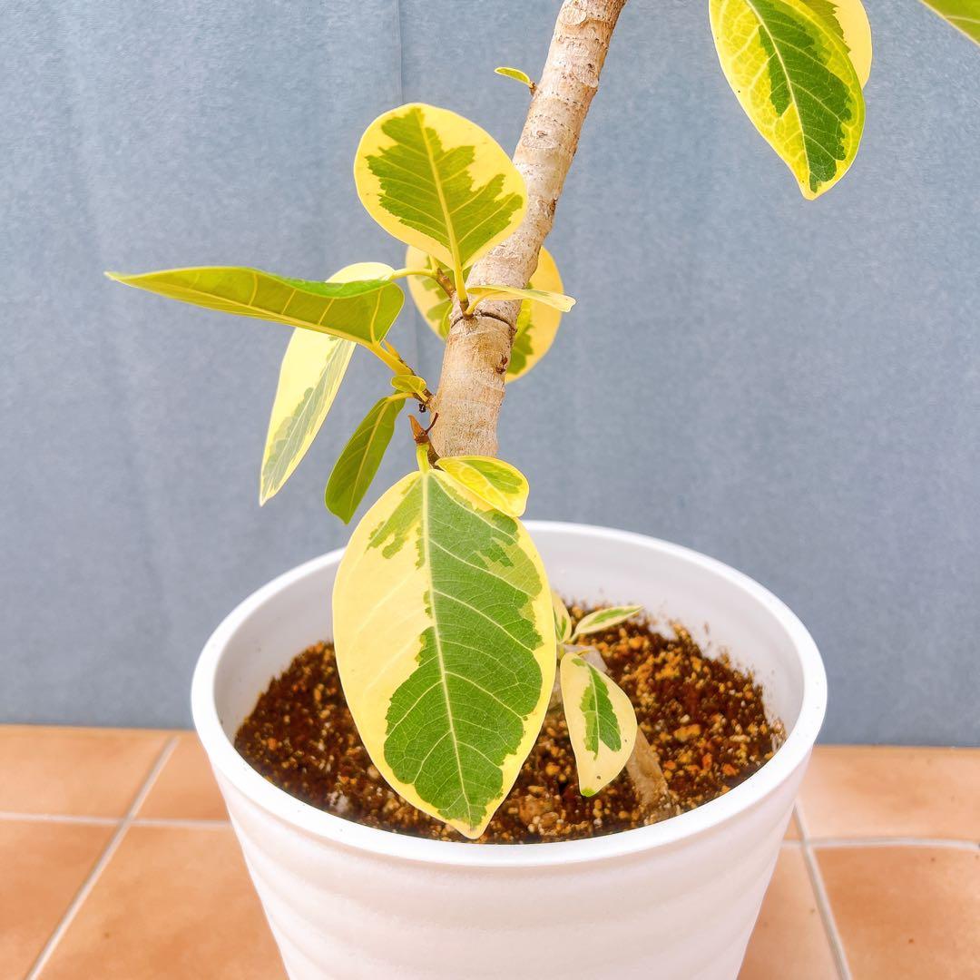 現品　フィカス　ゴムの木　アルテシマ　曲がり　　5番　特大　インテリアグリーン