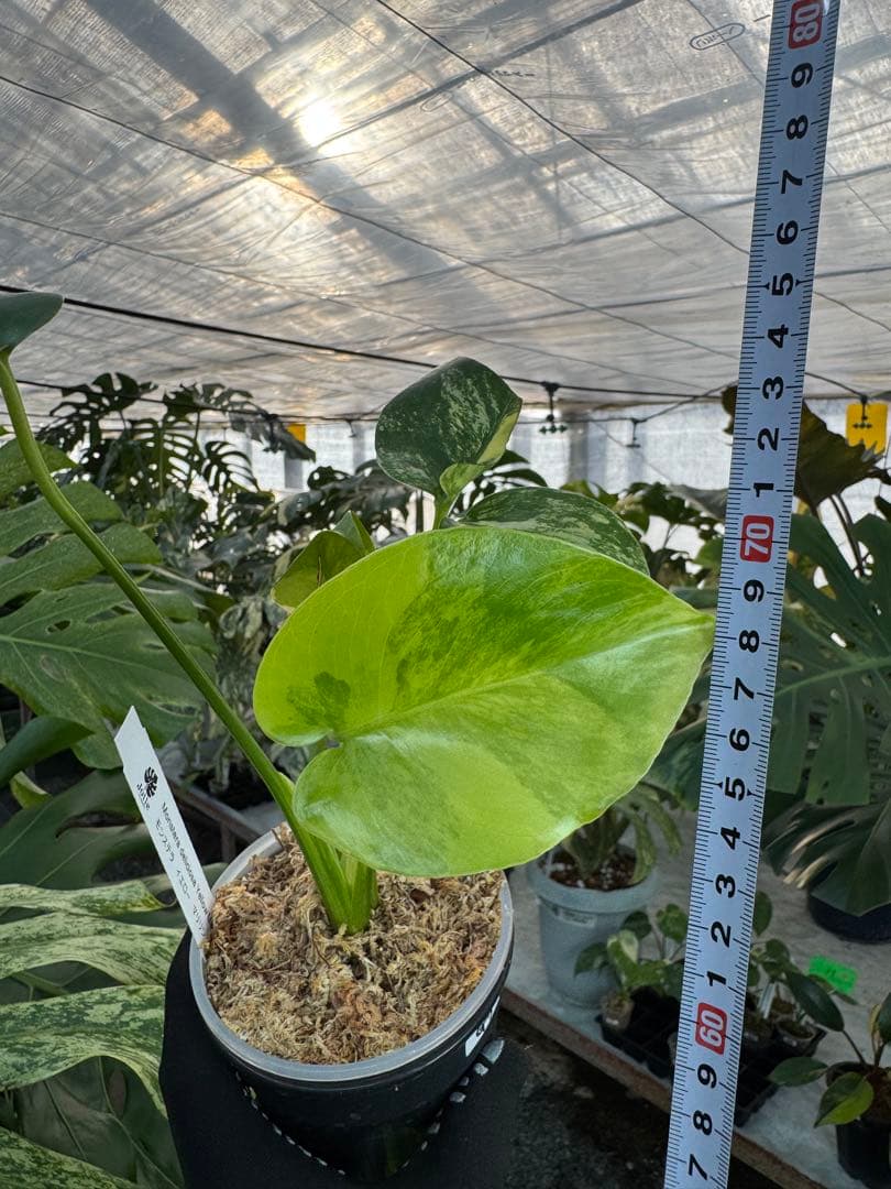 G5モンステラ　イエローマリリン　黄斑入り