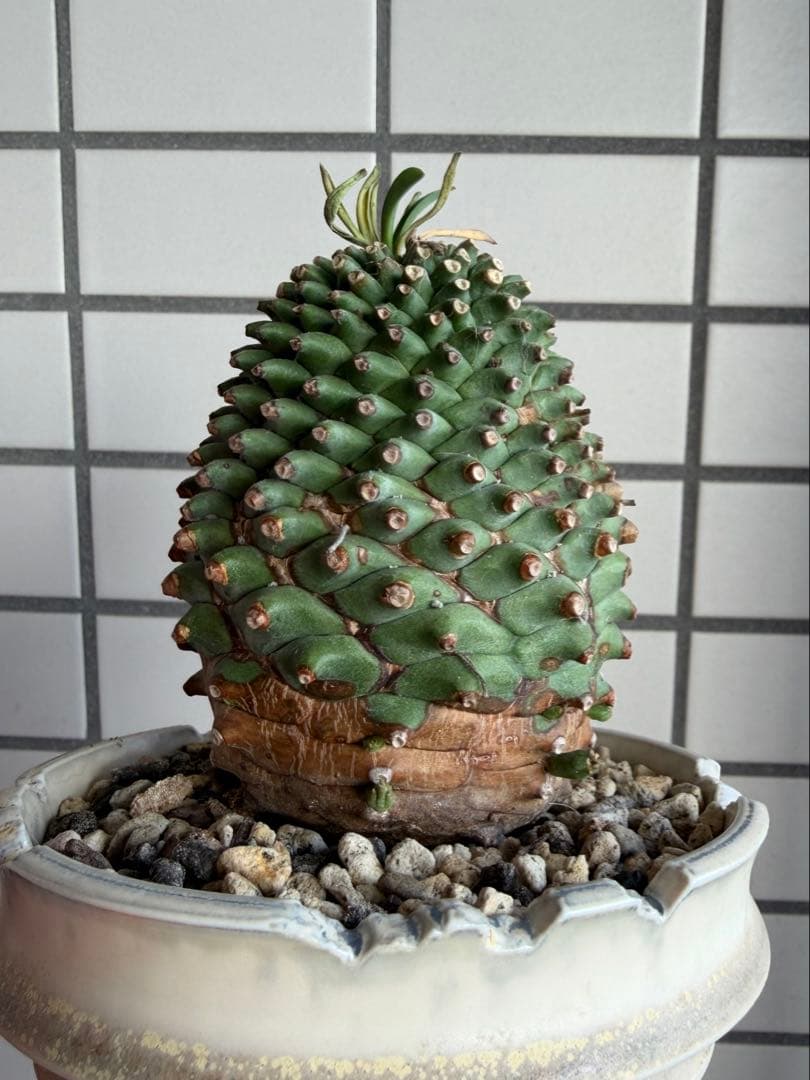 E*y様 ユーフォルビア ハイブリッド 群星冠×鉄甲丸 実生 特大