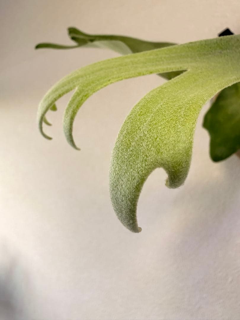 ビカクシダ  White x bogor suddan OC 子株出品