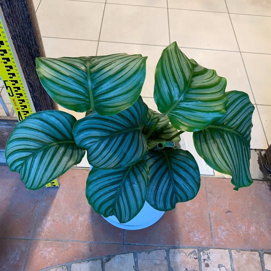 カラテア オルビフォリア ファイバー鉢 お皿付き