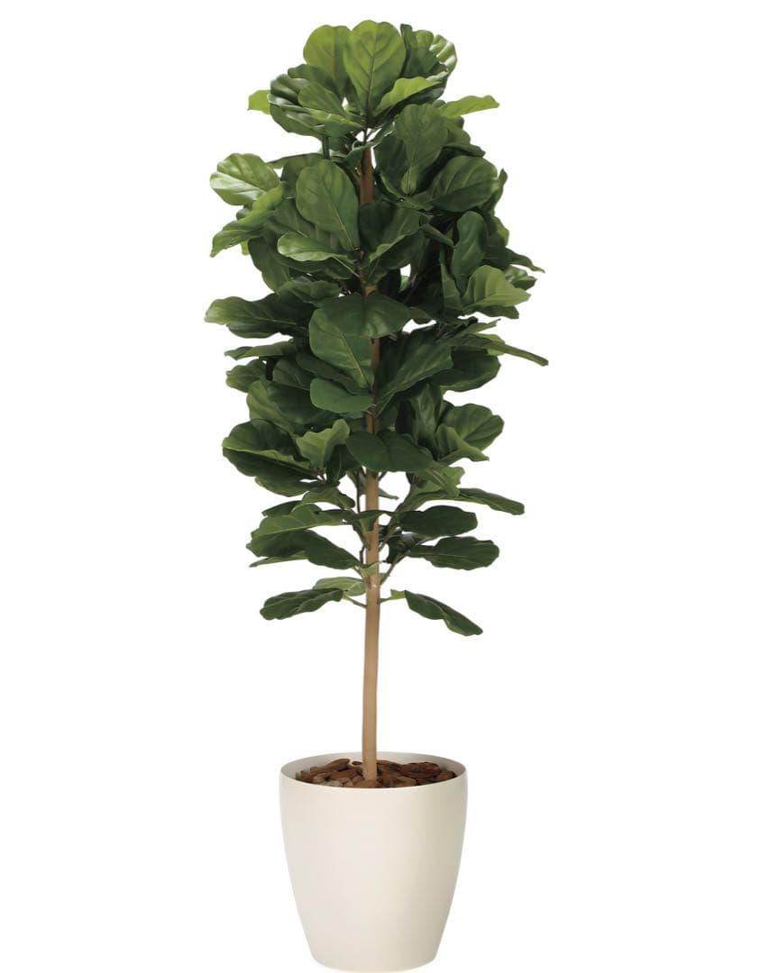 光触媒　人工観葉植物　フェイクグリーン　DXカシワバゴム1.8maj