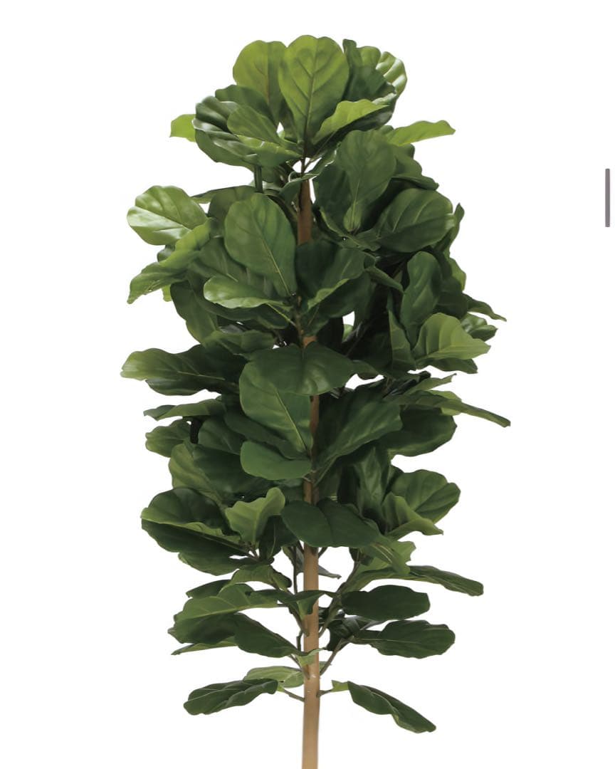 光触媒　人工観葉植物　フェイクグリーン　DXカシワバゴム1.8maj