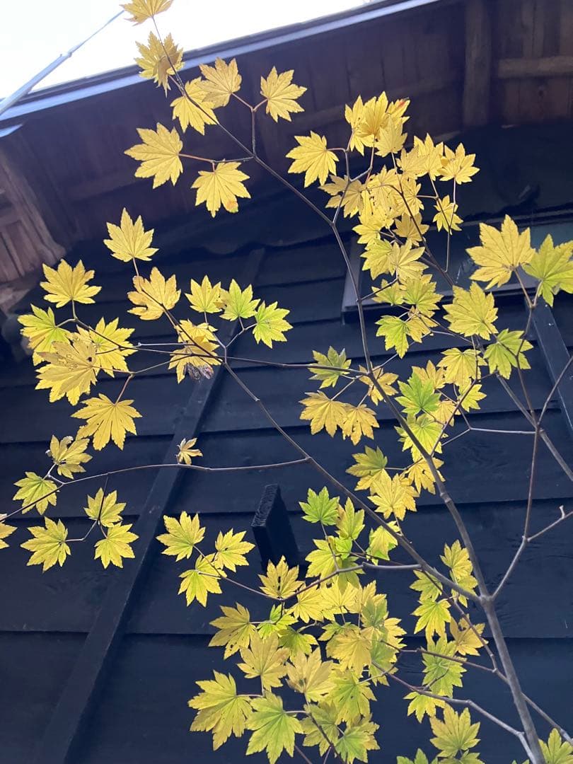 202 山採り　コハウチワカエデ