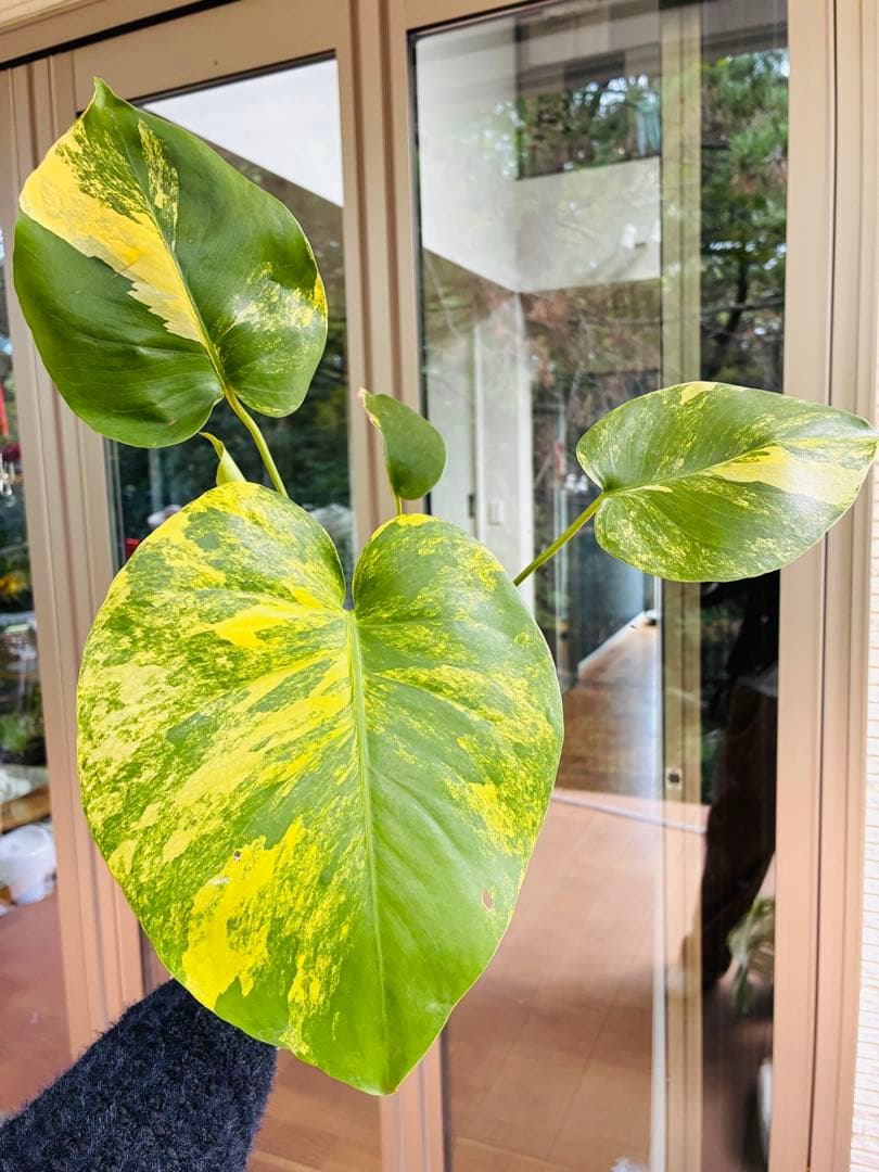 黄斑入り　モンステラモンステラ　デリシオーサ イエローマリリン　中小株