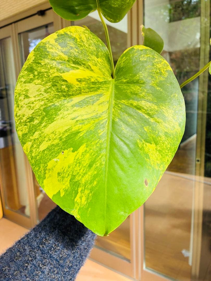 黄斑入り　モンステラモンステラ　デリシオーサ イエローマリリン　中小株