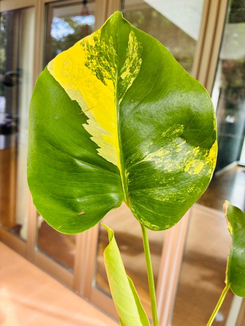 黄斑入り　モンステラモンステラ　デリシオーサ イエローマリリン　中小株