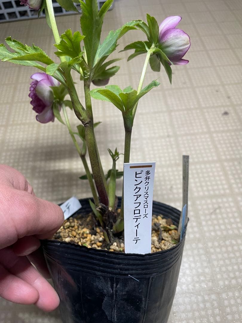 加藤農園 ピンクアフロディーテ クリスマスローズ