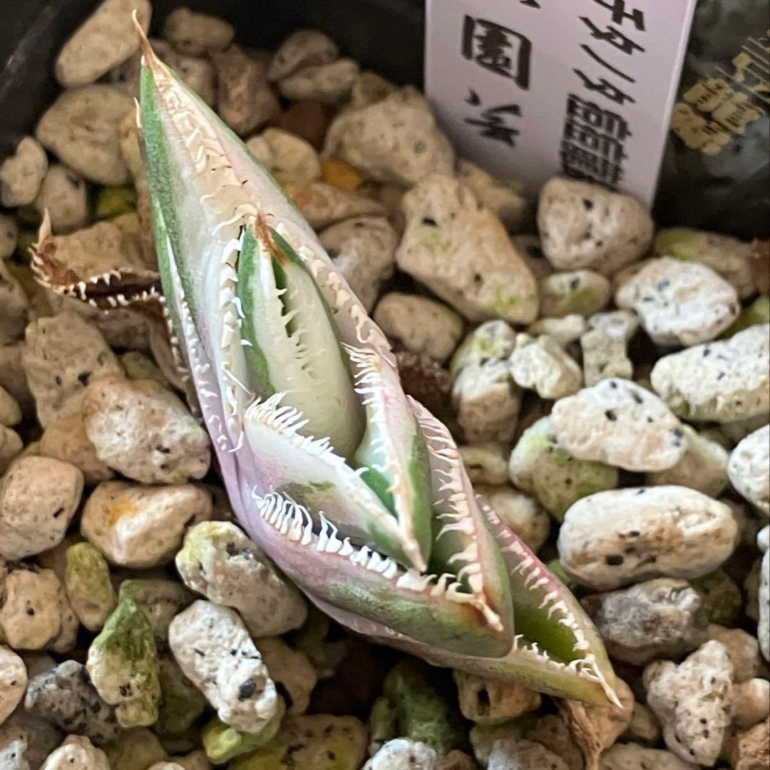 速達【鉢ごと発送】希少　アガベ　チタノタ　豆豆龍錦　覆輪斑　TC 安定株