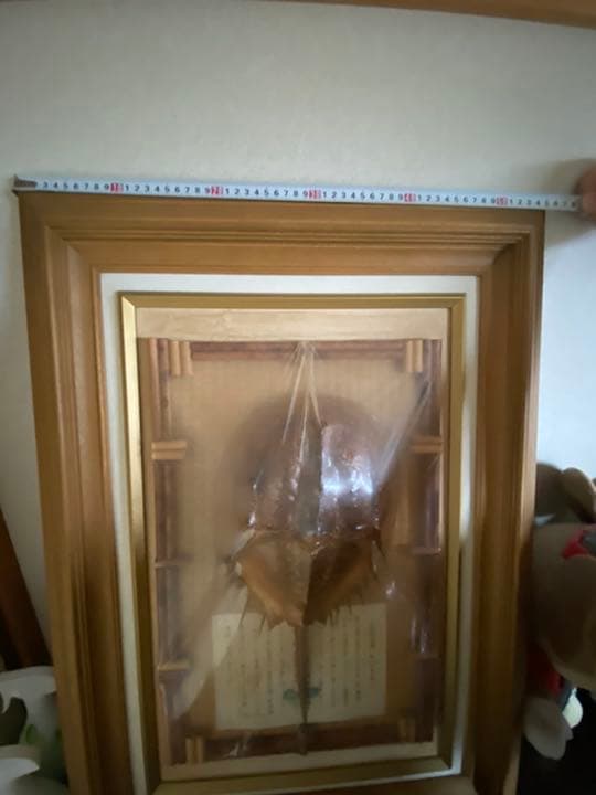 カブトガニ標本【天然記念物】