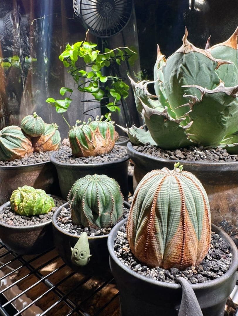 ユーフォルビアオベサ木質化極上株