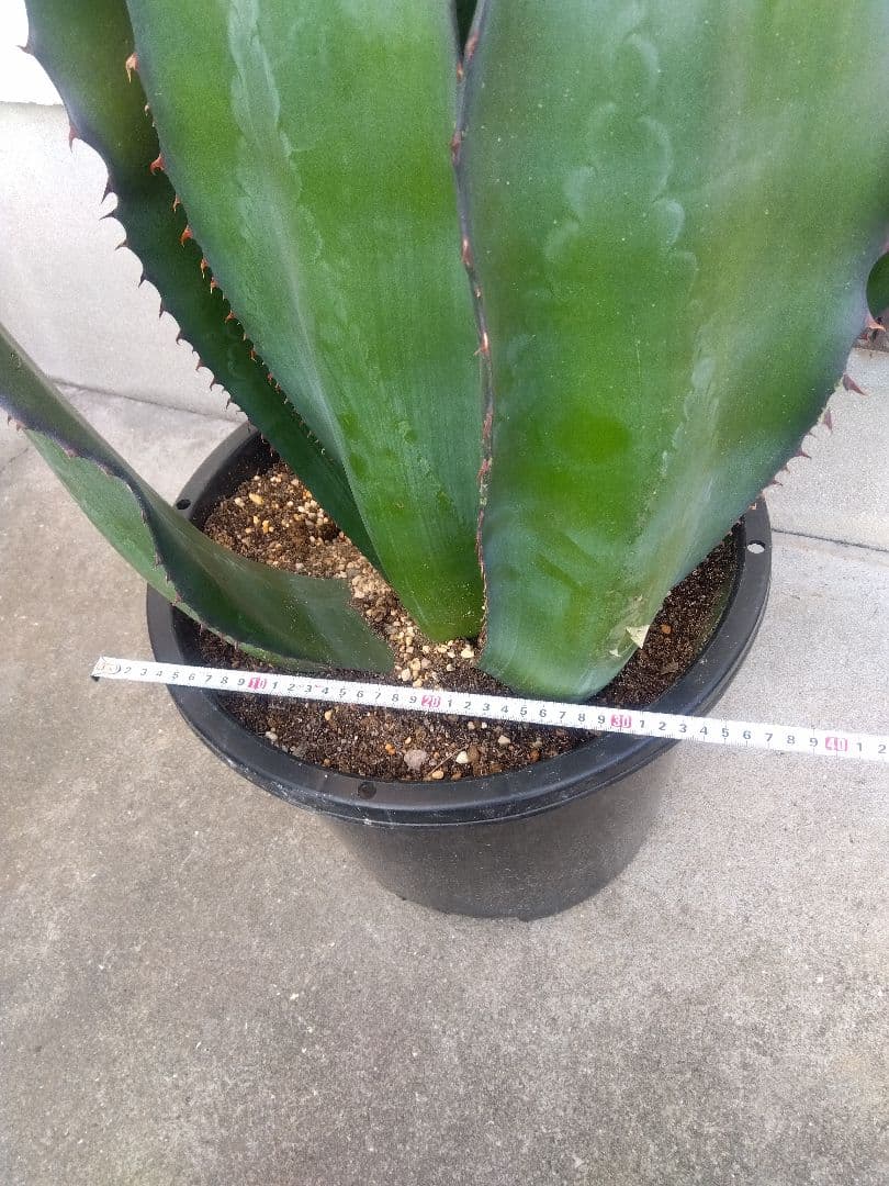 アガベ　アトロビレンス　特大株❗　い