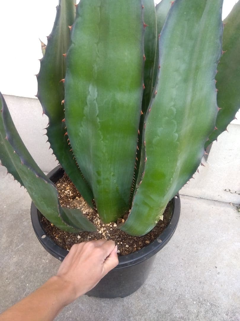 アガベ　アトロビレンス　特大株❗　い