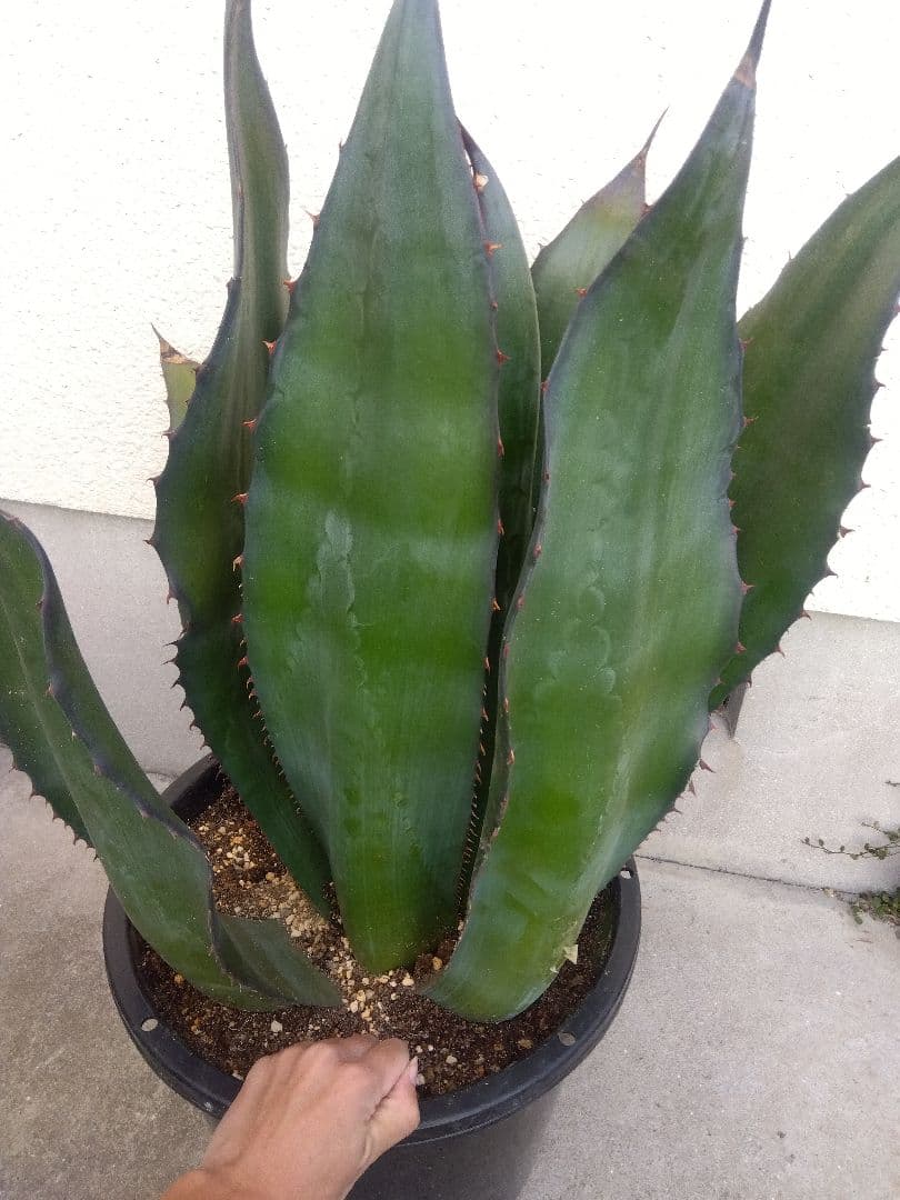 アガベ　アトロビレンス　特大株❗　い