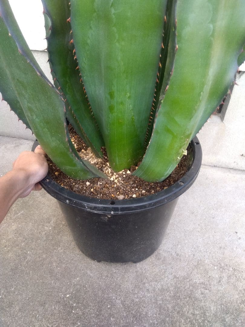 アガベ　アトロビレンス　特大株❗　い