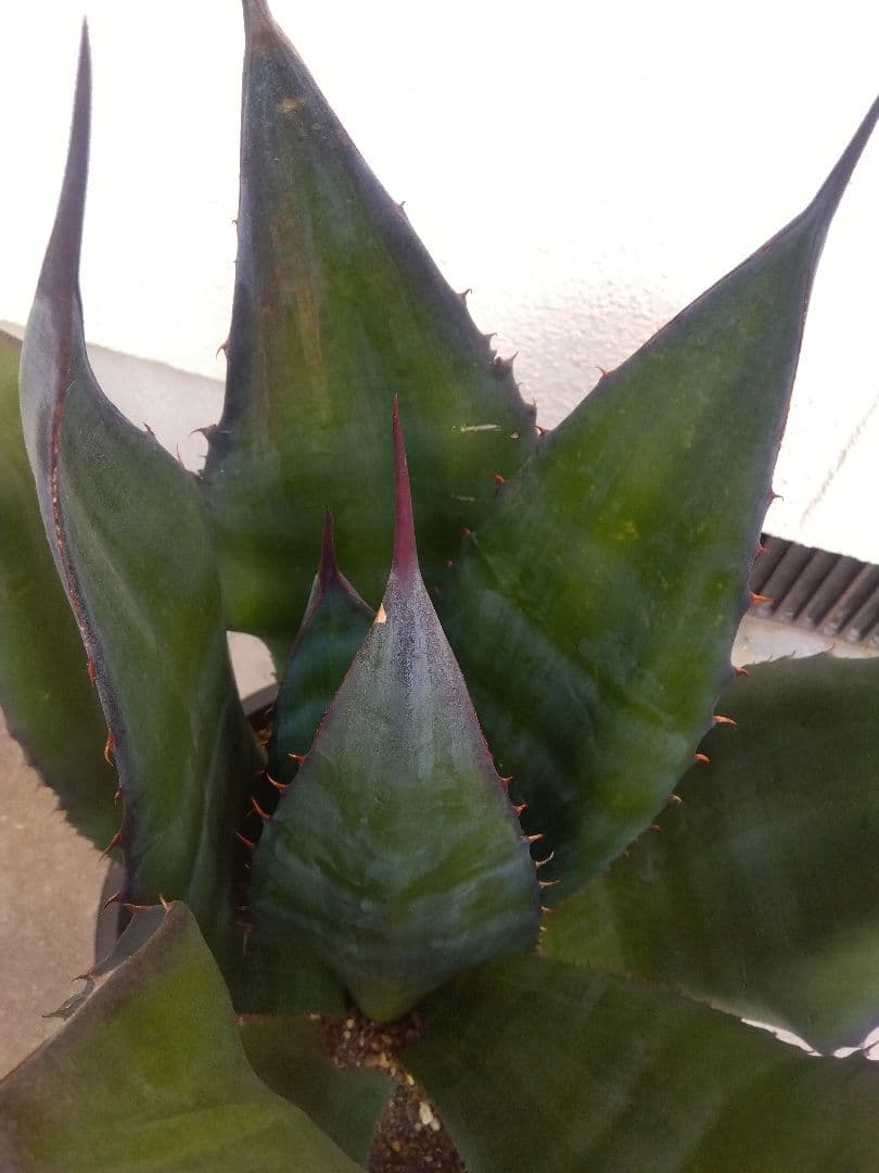 アガベ　アトロビレンス　特大株❗　い