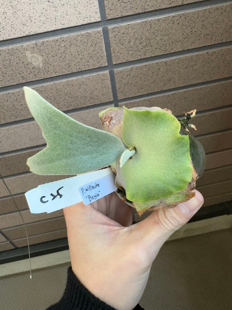 ビカクシダ P.willinckii \" Bogie \" OC