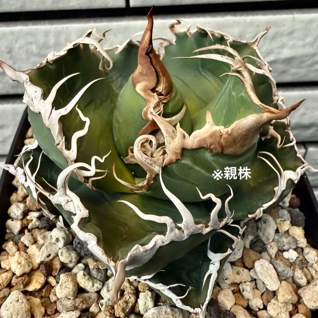 アガベ　チタノタ　スーパーチタノタ① 【限定値下げ】