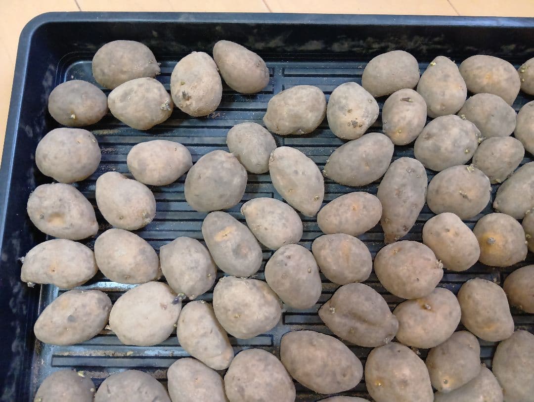 6kg m33 インカのめざめ 種芋