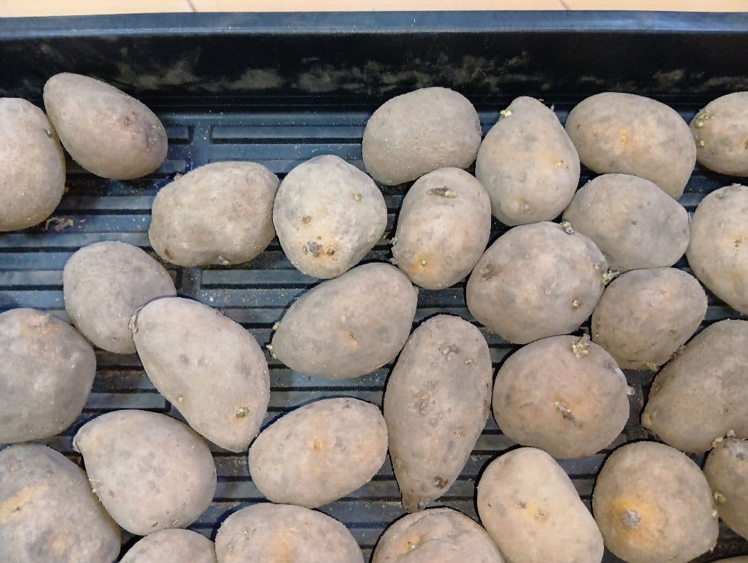 6kg m33 インカのめざめ 種芋