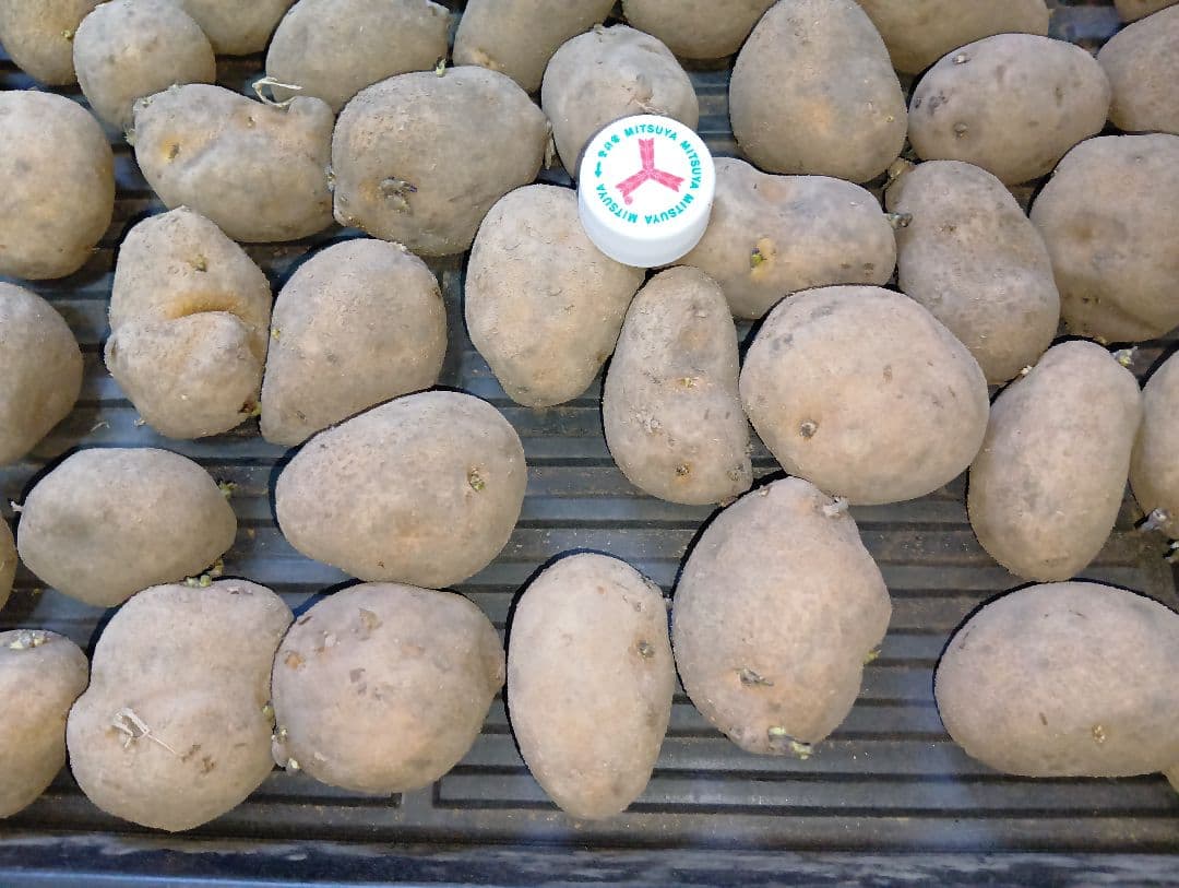 6kg m33 インカのめざめ 種芋