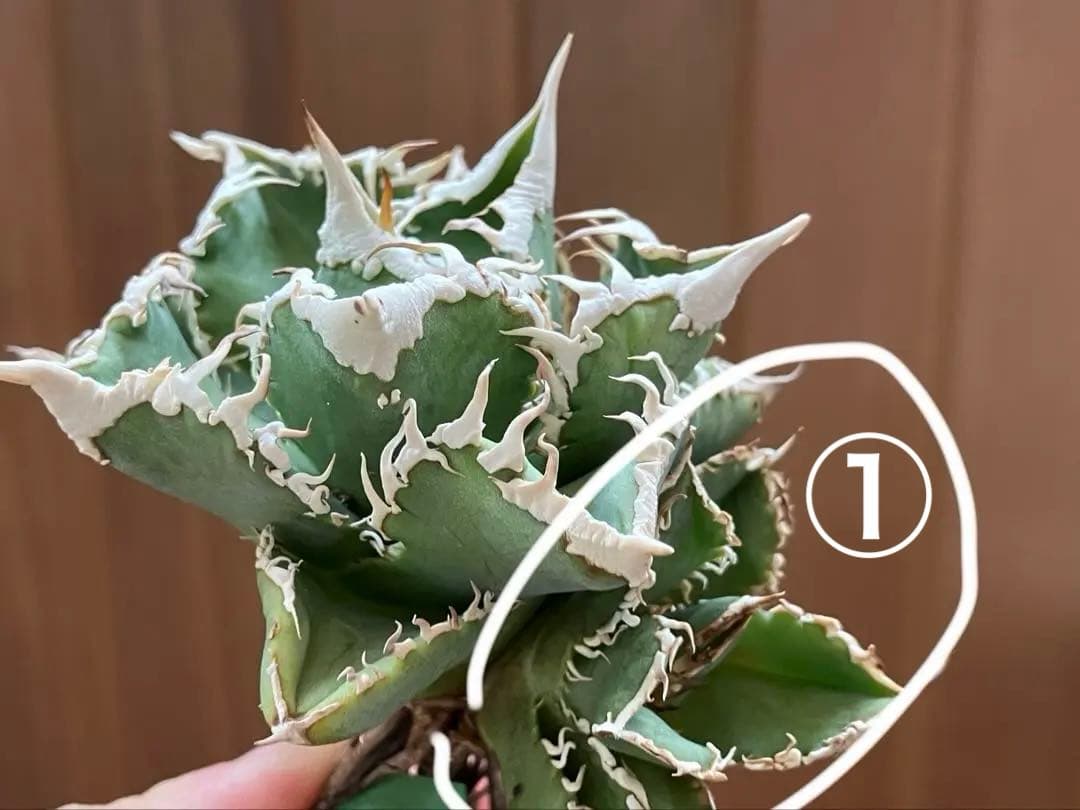 ノ*ツ様 【オークション】匿名配送　子株2株　有望　アガべ　白豪刺　OC【親株写