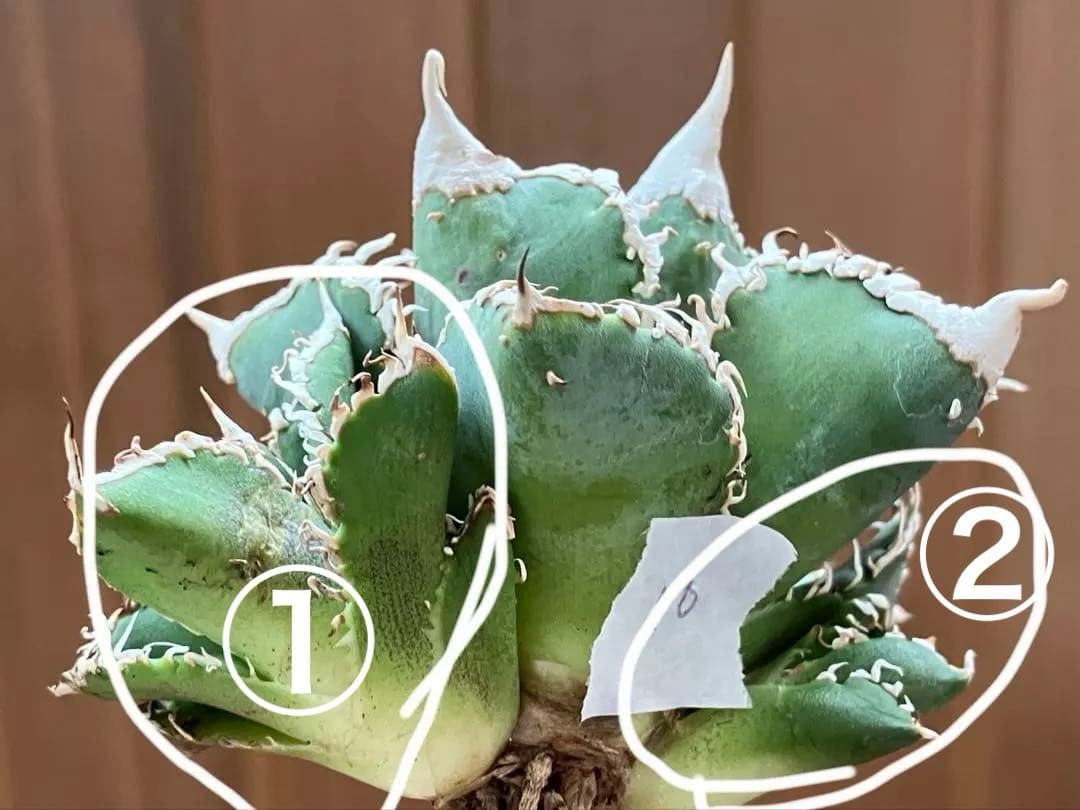 ノ*ツ様 【オークション】匿名配送　子株2株　有望　アガべ　白豪刺　OC【親株写