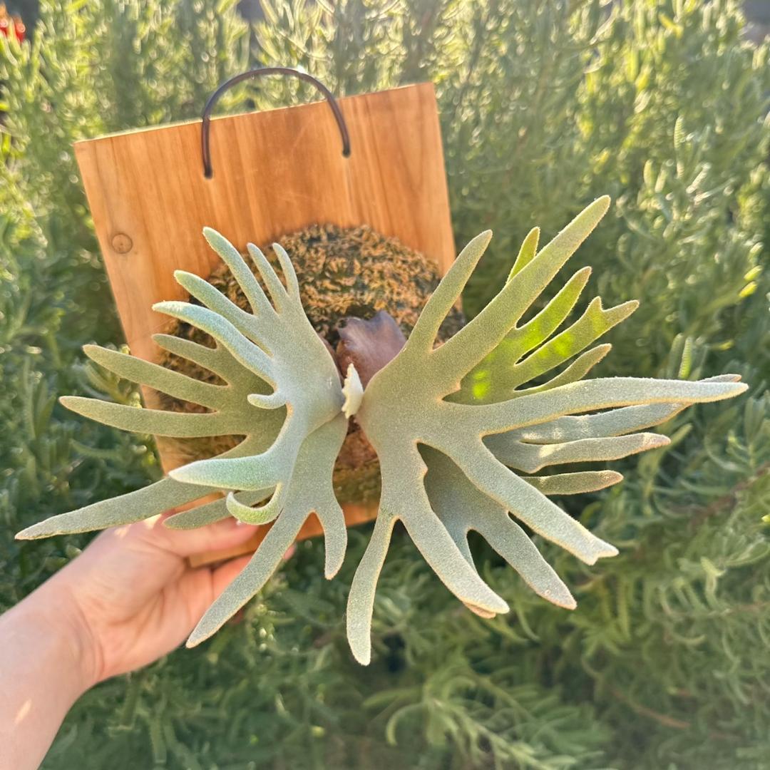 【板付け】P.willinckii ’Jade Girl’ spore 1201