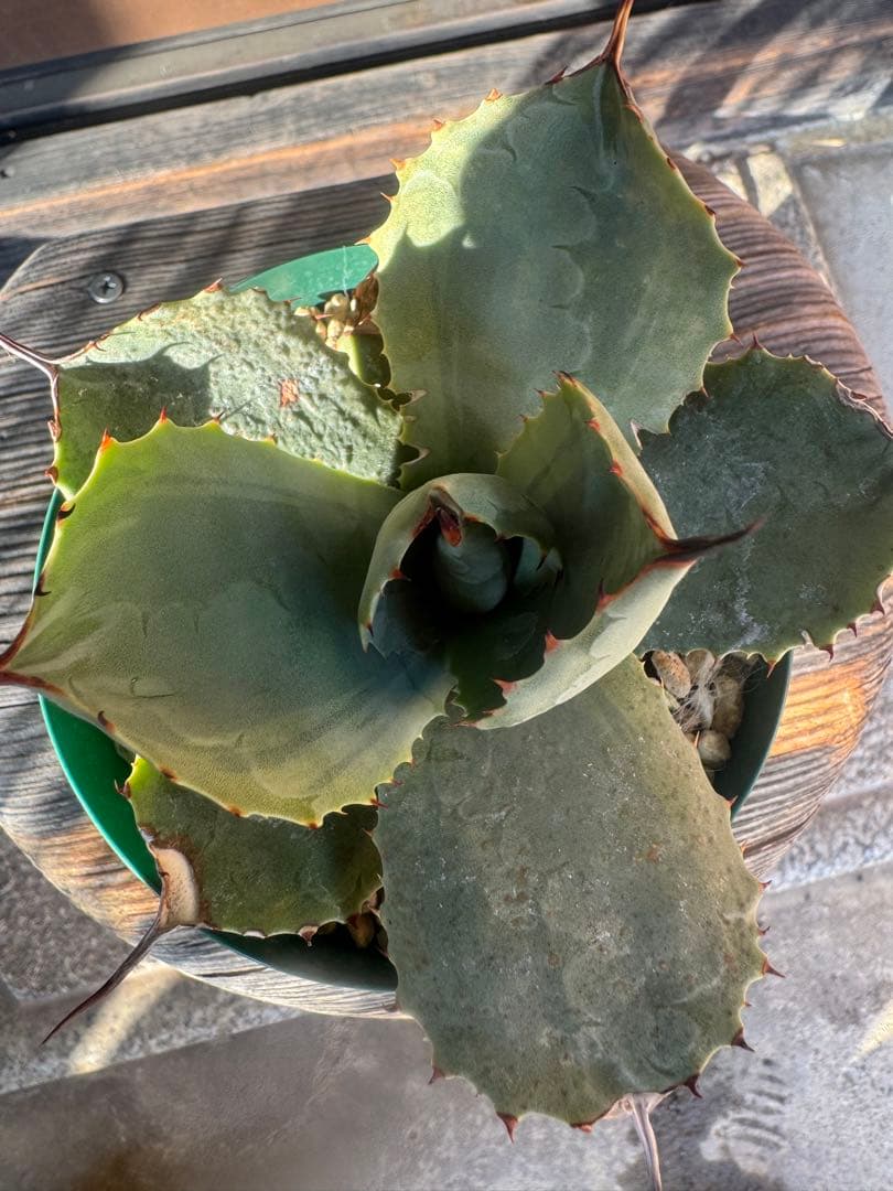 アガベ Agave parryi 'Desert Delight' 260