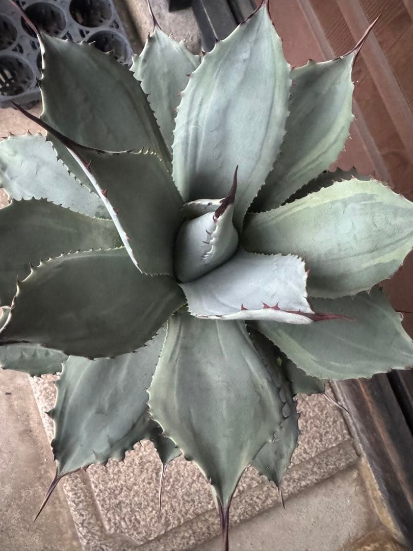 アガベ Agave parryi 'Desert Delight' 260
