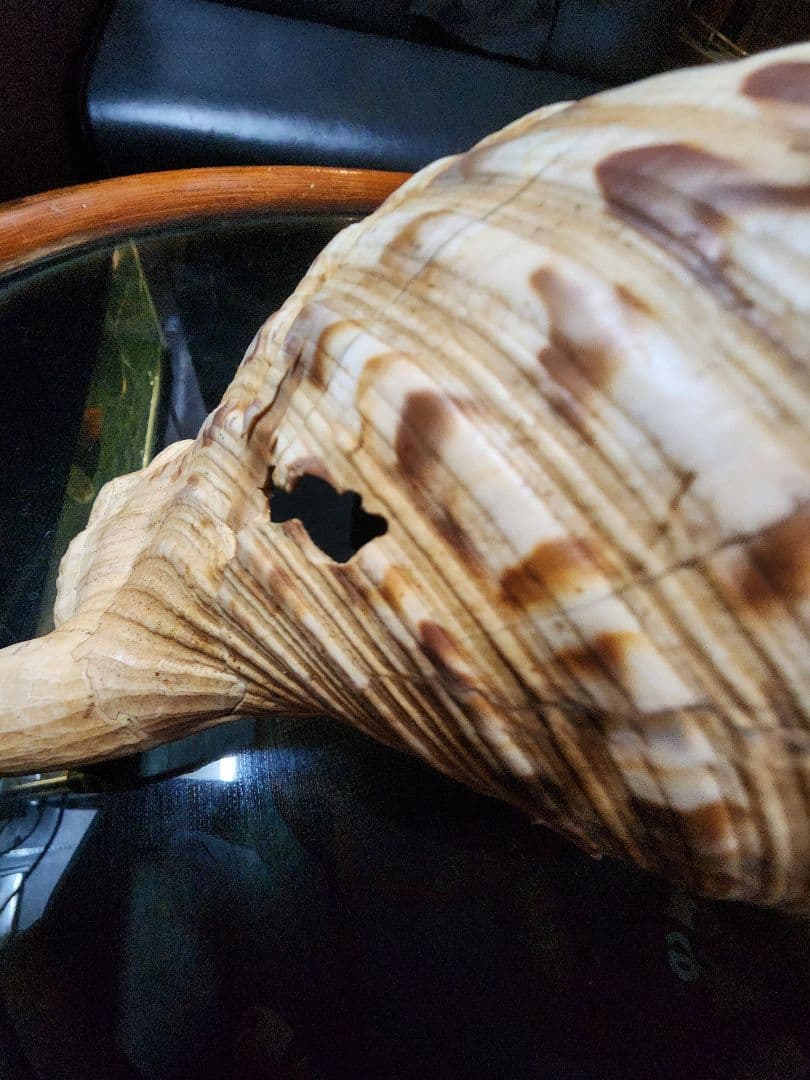 ホラ貝　貝殻