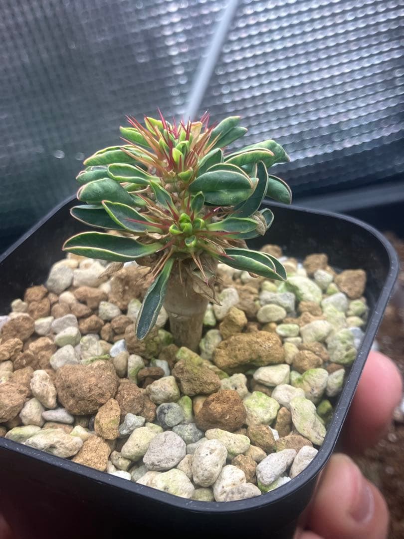 *様 ユーフォルビア ギラウミニアナ 綴化 実生株