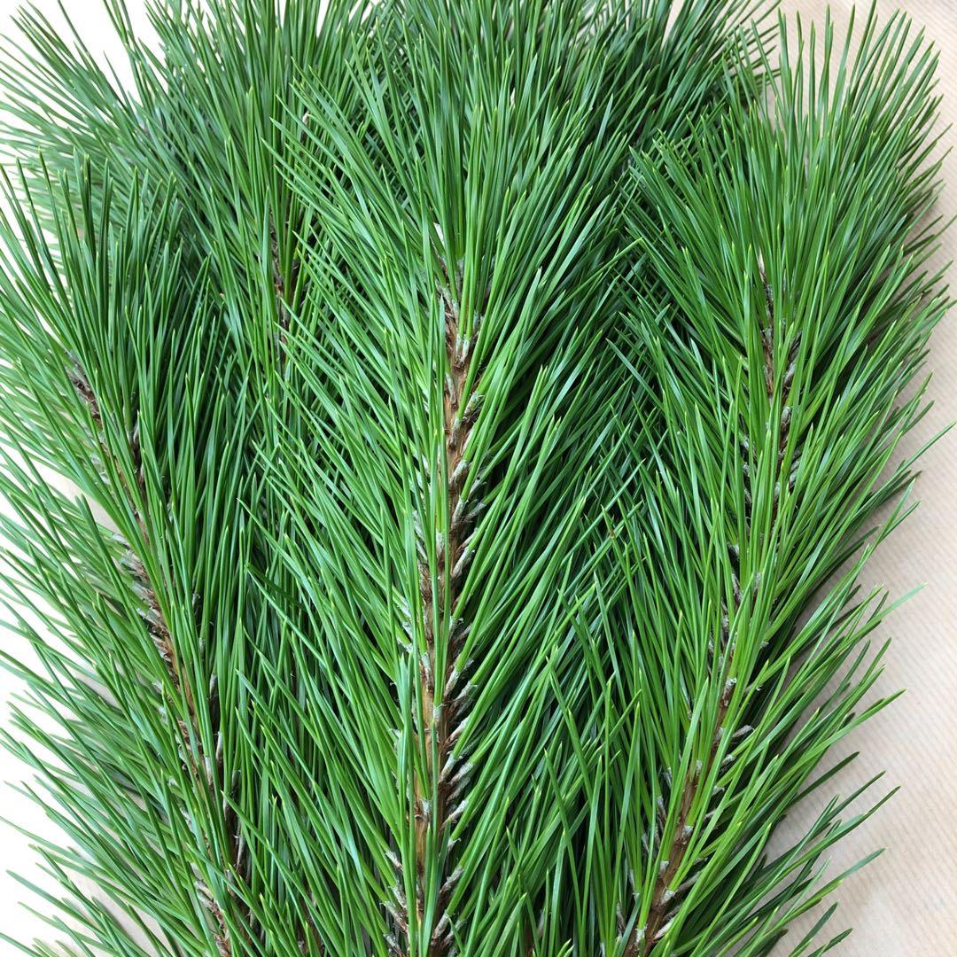 リクエスト対応致します　黒松　枝付き松葉　フレッシュ