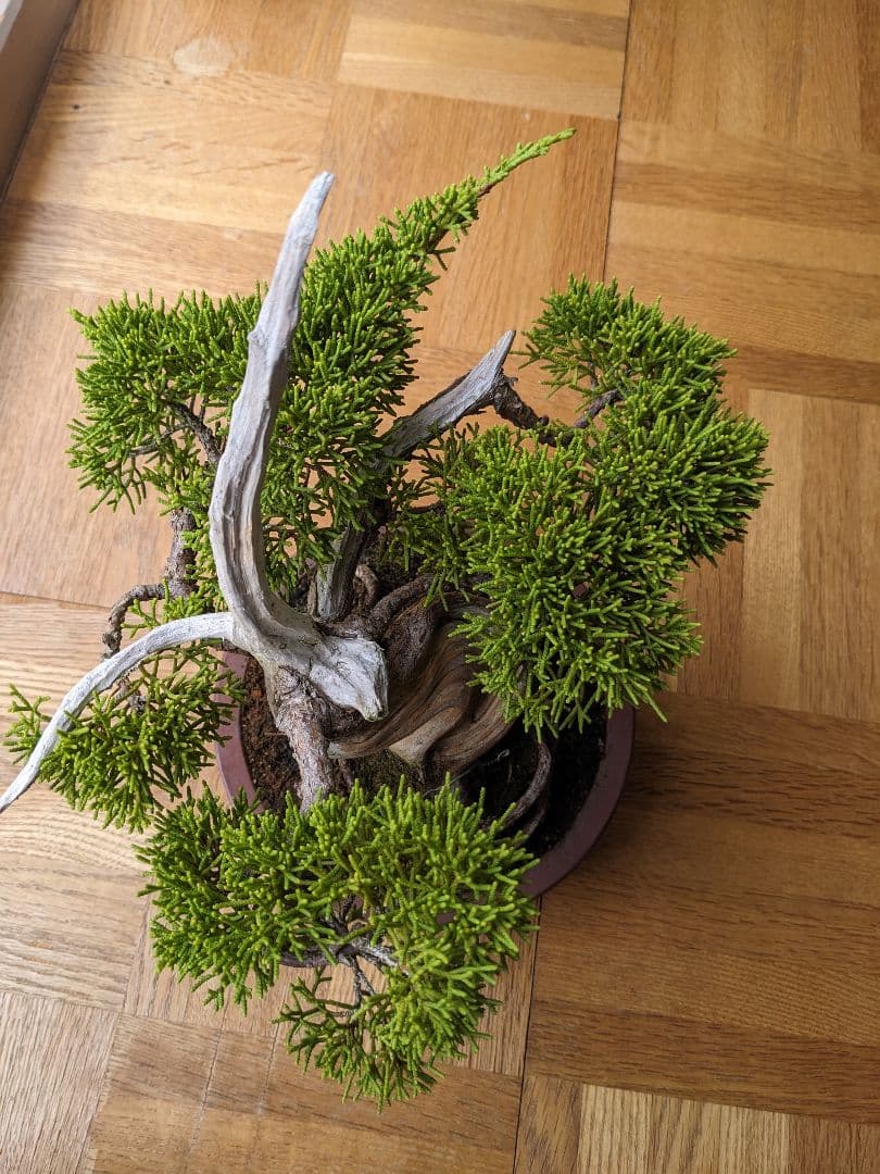 ブ*ン様 小品盆栽素材　真柏　1013