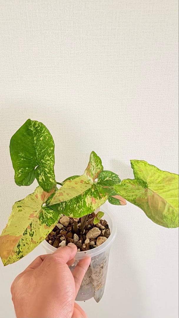 (レア)シンゴニウム・コンフェッティ・トリカラー&レッドスポット トリカラー