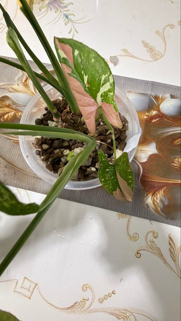 (レア)シンゴニウム・コンフェッティ・トリカラー&レッドスポット トリカラー