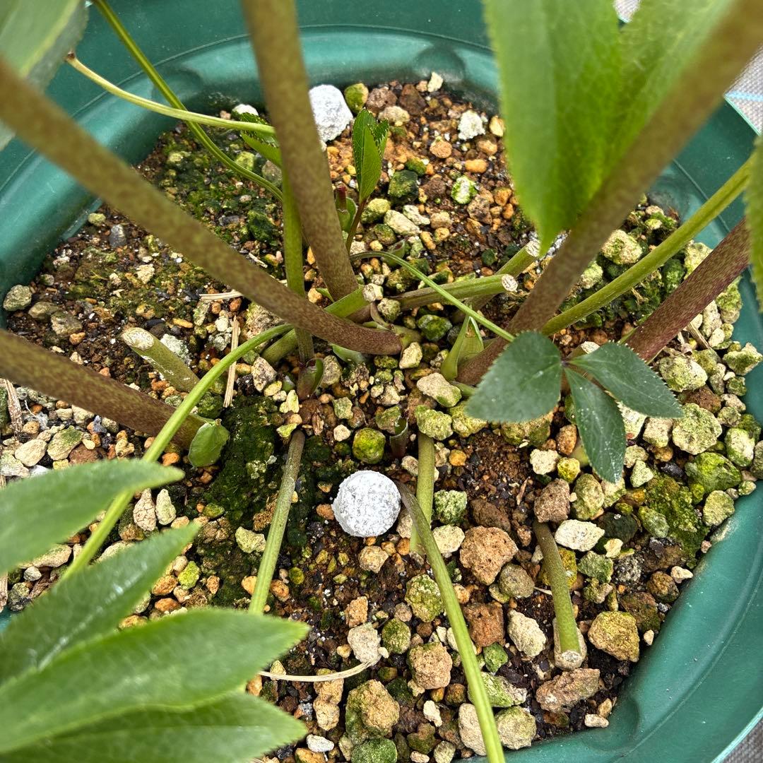 クリスマスローズ　アプリコットピンク　ピコティ　７寸 大株