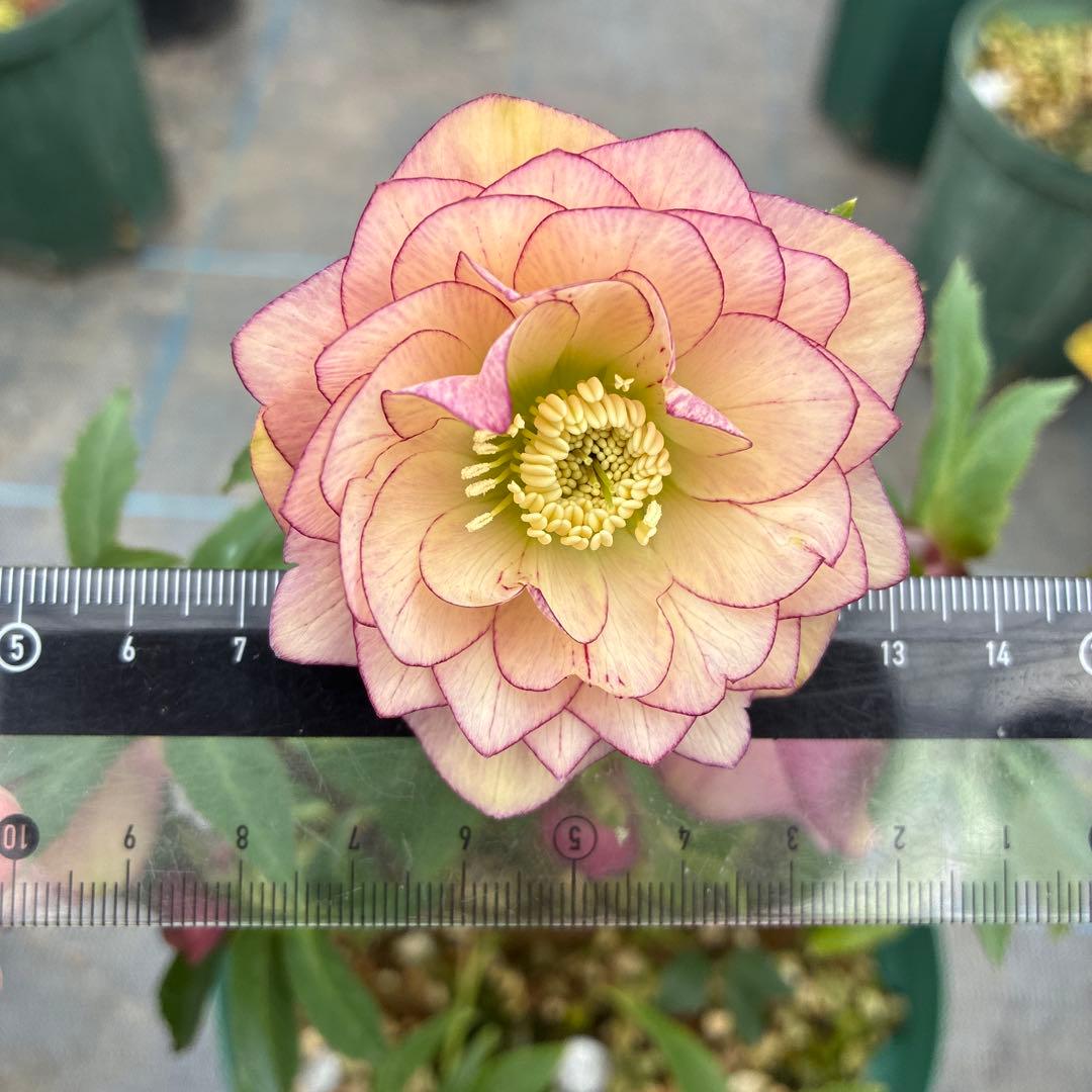 クリスマスローズ　アプリコットピンク　ピコティ　７寸 大株